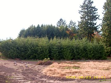 1xmastrees.jpg