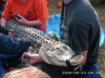 bgator.jpg