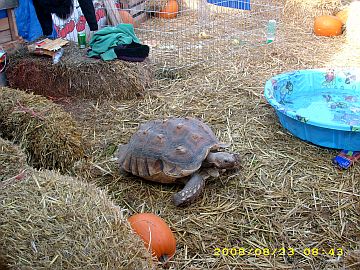 eturtle.jpg